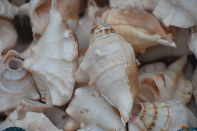 High angle view of shells for sale