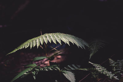 Closeup shot of a fern plant in a jungle under the moon light with a dark background