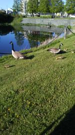 Ducks on grass by lake