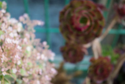 Close-up of pink flowers