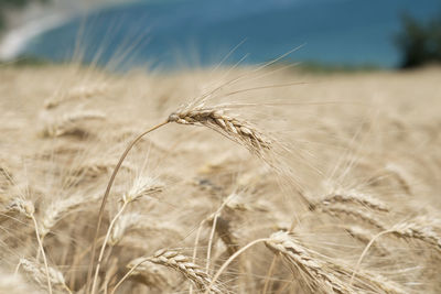 Close-up of stalks in field