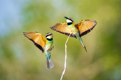 Close-up of bird flying