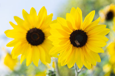 Close-up of yellow sunflower