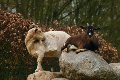 Sheep standing on rock