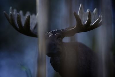 Close-up of deer