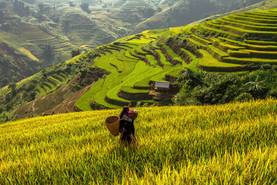 Rear view of woman with rice in field