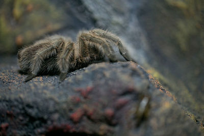 Close-up of spider