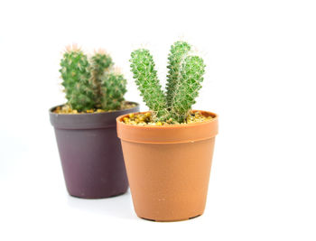 Close-up of potted plant against white background