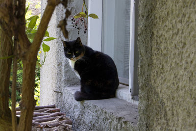 Portrait of cat sitting on window