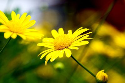 Close-up of yellow cosmos flower blooming outdoors