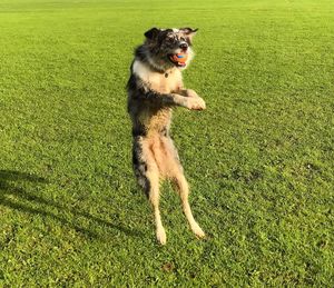 Dog on field