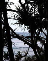 Silhouette palm trees at beach against sky