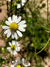 Close-up of white daisy flower