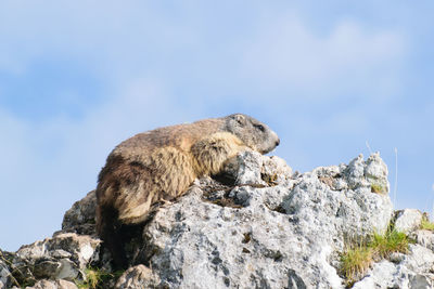 Wilde marmots in dolomites