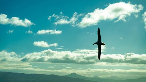 Low angle view of silhouette bird flying against sky