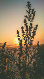 Close-up of tree against sky during sunset