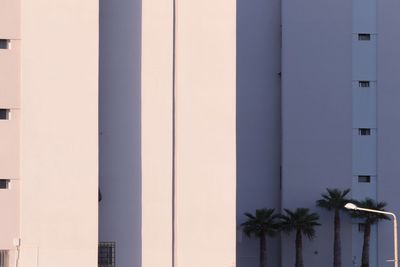 Full frame shot of palm trees