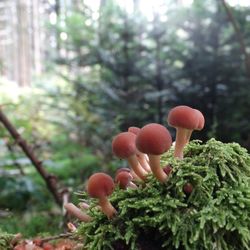 Close-up of mushrooms growing on tree