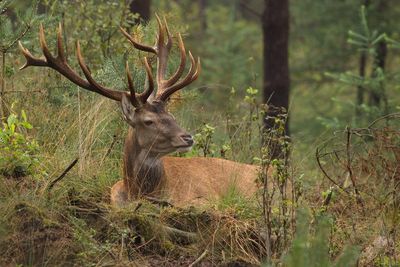 Red deer resting on field in forest