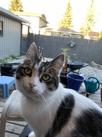 Close-up portrait of a cat