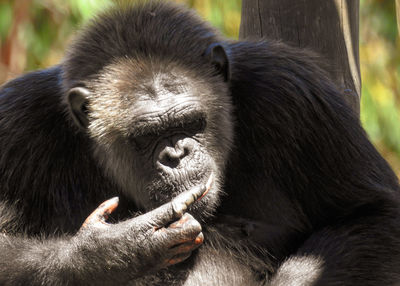 Close-up of gorilla 