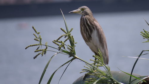 Close-up of heron perching on structure against lake