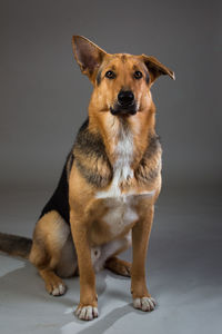 Portrait of dog sitting on floor