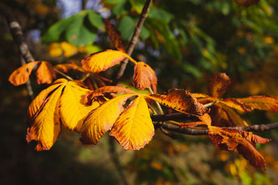 Close-up of yellow leaves against blurred background