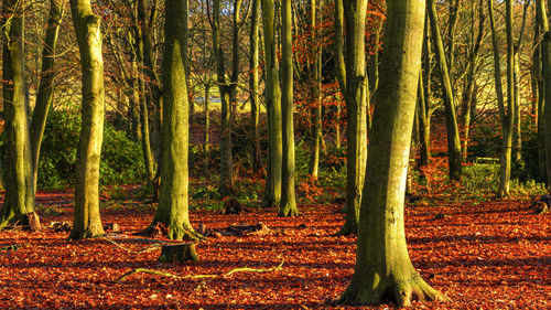 Trees growing in forest during autumn