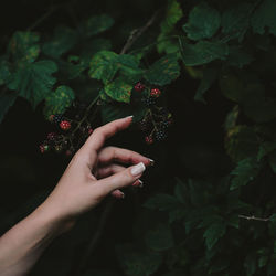 Midsection of person holding strawberry plant