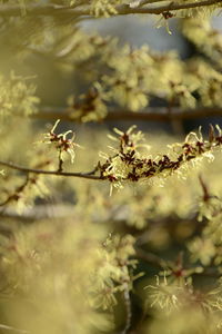 Close-up of flowering plant in park