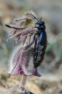 Close-up of insect on flower