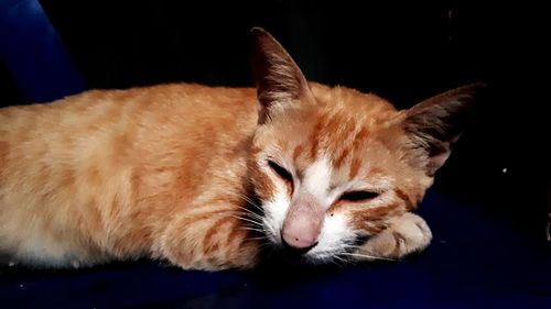 Close-up of cat sleeping