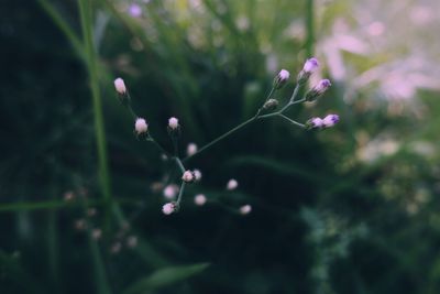 Close-up of plant against blurred background