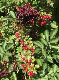 Close-up of red berries growing on tree