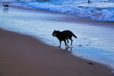 animal