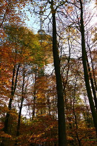 Low angle view of trees against sky