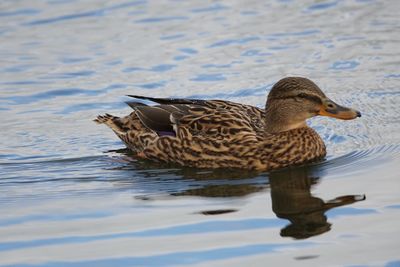 Duck swimming in lake