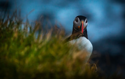 Close-up of bird