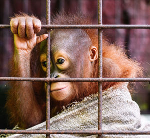 Close-up of monkey in cage