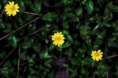 High angle view of yellow flowering plants