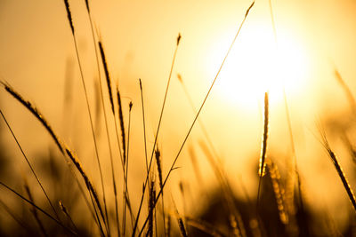 Close-up of stalks against sunset