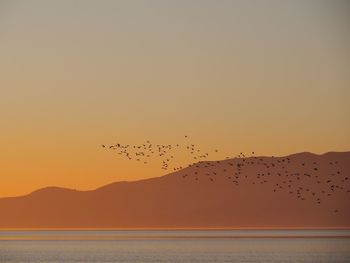 Flock of birds flying in the sky