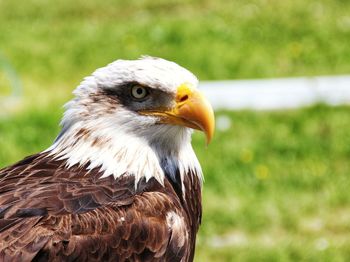 Close-up of eagle against blurred background