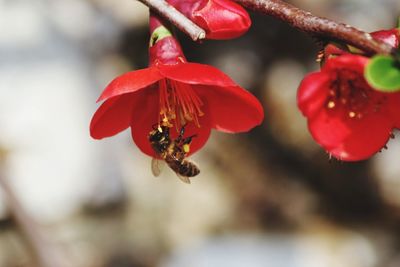 Close-up of insect on red flower