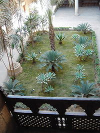 High angle view of potted plants in yard