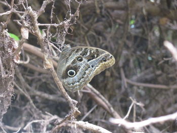 Close-up of lizard on branch