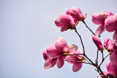 Close-up of pink cherry blossoms in spring