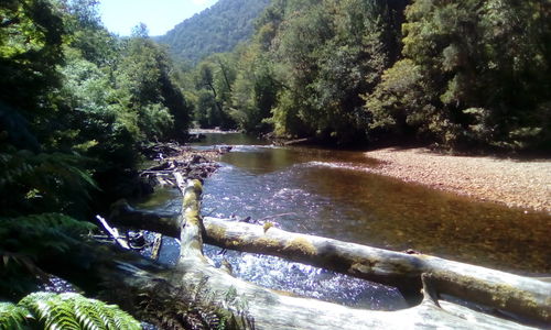 Scenic view of trees