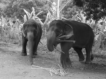 View of elephant standing on field